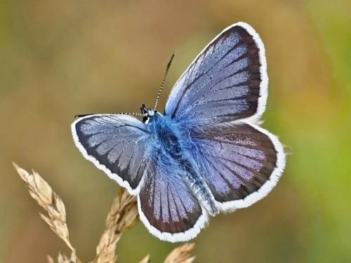 modráčik čiernoobrúbený