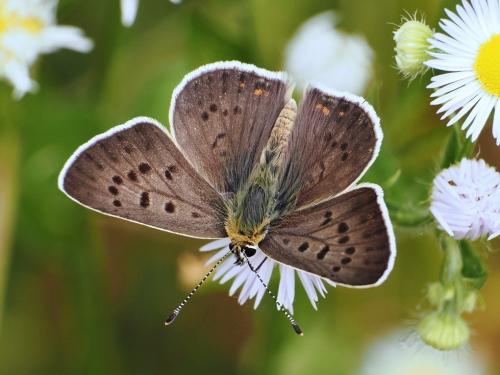 ohniváčik čiernoškvrnný