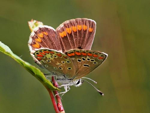 modráčik tmavohnedý