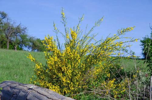 prútnatec metlovitý