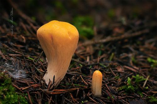 kyjak useknutý / kyj uťatý