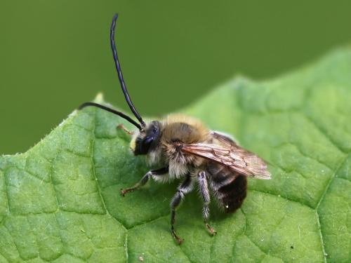 Eucera nigrescens