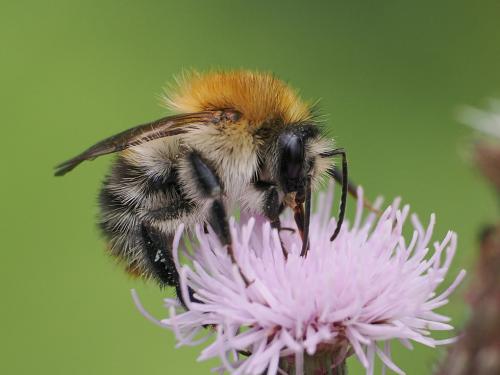 Bombus pascuorum