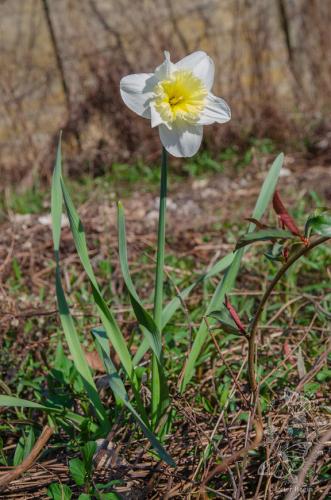 narcis veľkokorunný