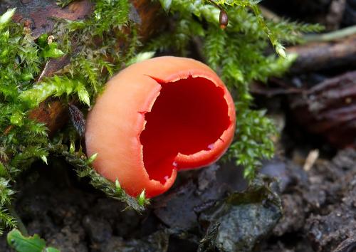 ohnivec (bližšie neurčený)