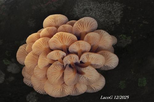 plamienka / penízovka