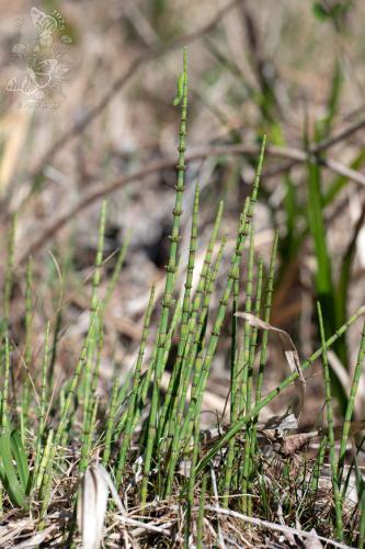praslička močiarna