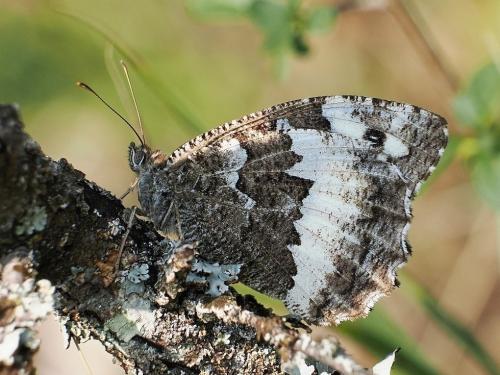 očkáň stoklasový