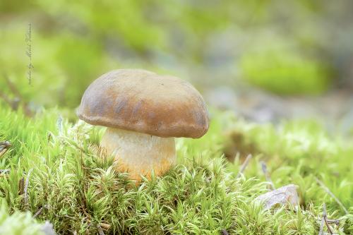 suchohríb hnedý / hřib hnědý