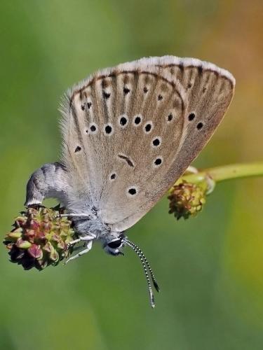 modráčik krvavcový