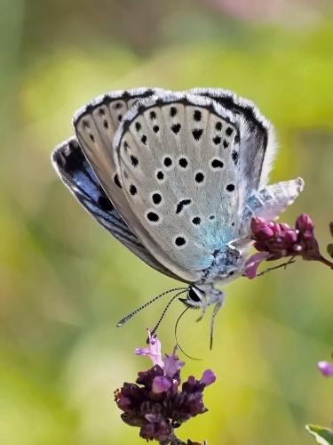 modráčik čiernoškvrnný