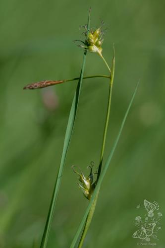 ostrica Micheliho