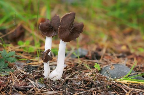 chriapač hnedobiely / chřapáč bělavý