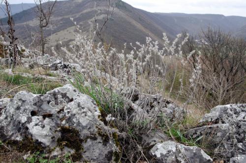 rumenica turnianska