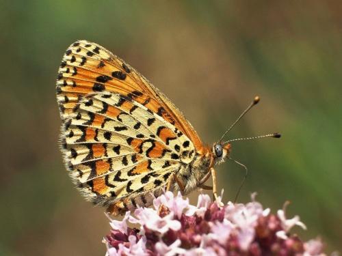 hnedáčik divozelový