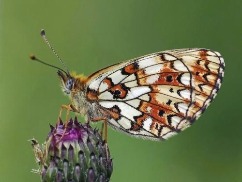 perlovec dvanásťškvrnný