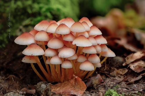 prilbička žltohlúbiková / helmovka žlutonohá