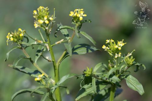 horčičník rozložitý