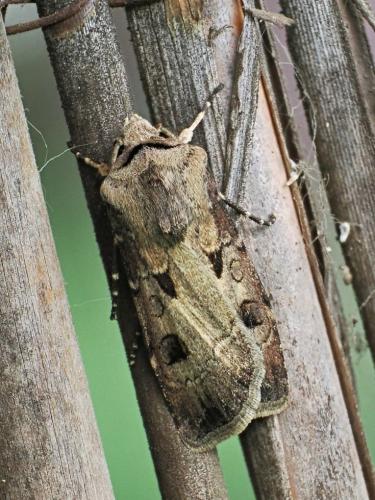 siatica výkričníková