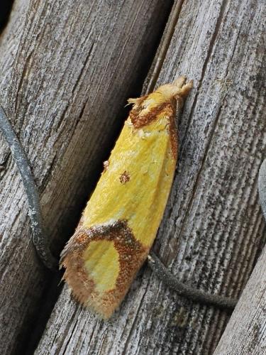 zvinúvač nevädzový