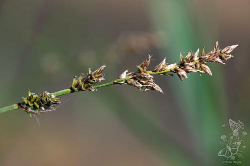 ostrica predĺžená