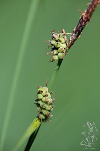 ostrica plstnatá
