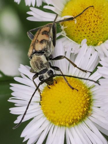 Pachytodes erraticus