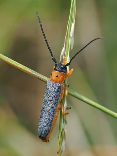 fuzáč dvojbodkový