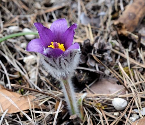 poniklec prostredný