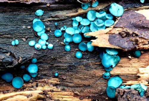 zelenica (bližšie neurčená)