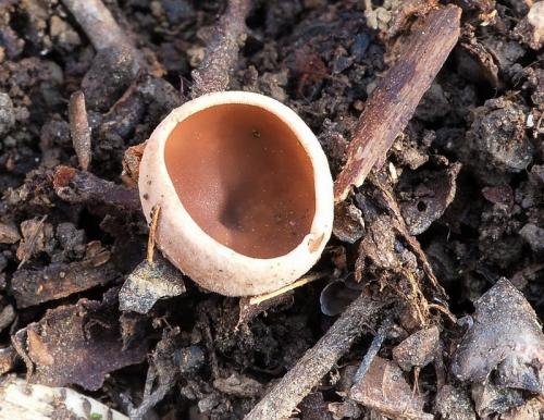 jahňadka liesková / jehnědka lísková