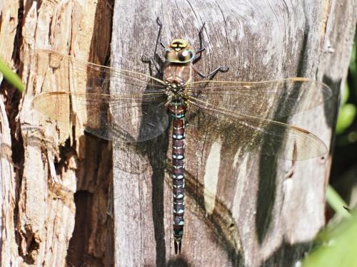 šidlo / šídlo sítinové / Moorland Hawker