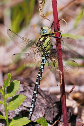 šidlo modré / šídlo modré / Blue Hawker