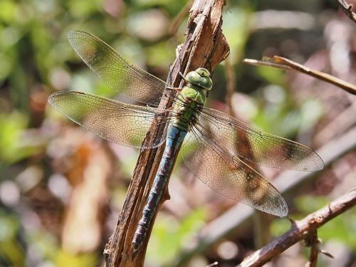 šidlo obrovské / šídlo královské / Blue Emperor