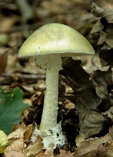 muchotrávka zelená / muchomůrka zelená