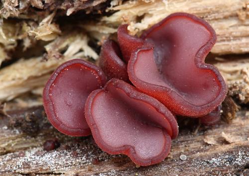 vrtidlovka mäsitá / čihovitka masová