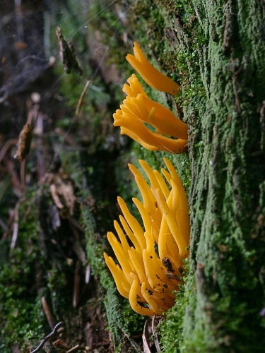 parôžkovec lepkavý / krásnorůžek lepkavý