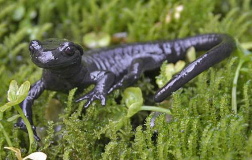 salamandra