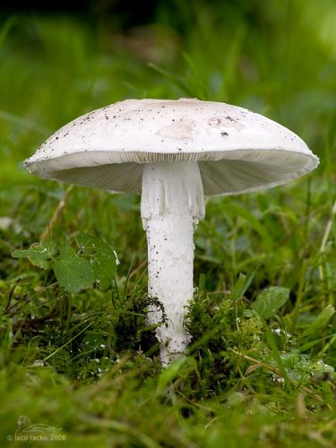 muchotrávka šiškovitá / muchomůrka šiškovitá