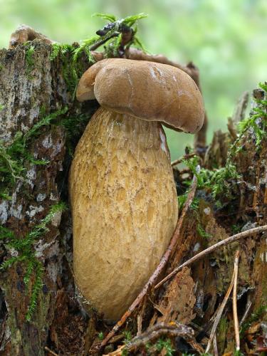 podhríb žlčový / hřib žlučník