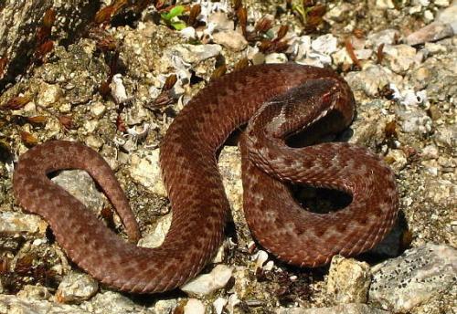 vretenica severná