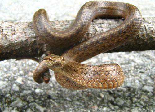 užovka hladká
