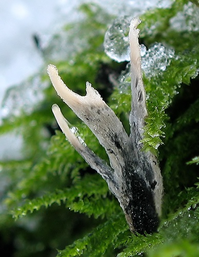 drevnatec parohatý / dřevnatec parohatý