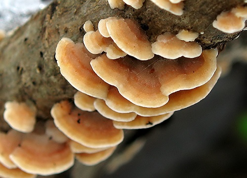 pevník chlpatý / pevník chlupatý