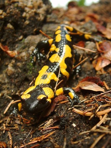 salamandra škvrnitá