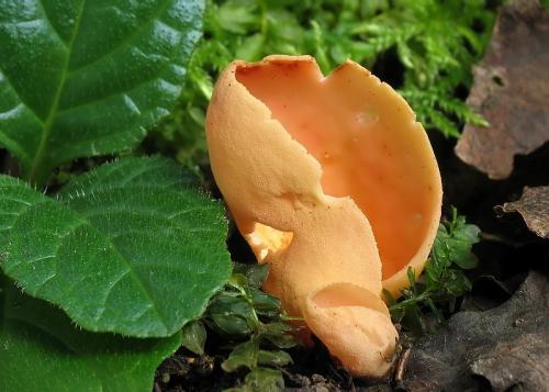 uško oslie / ouško kornoutovité