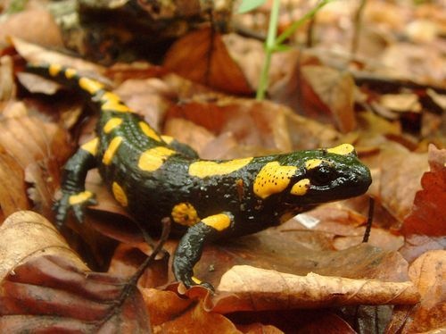 salamandra škvrnitá