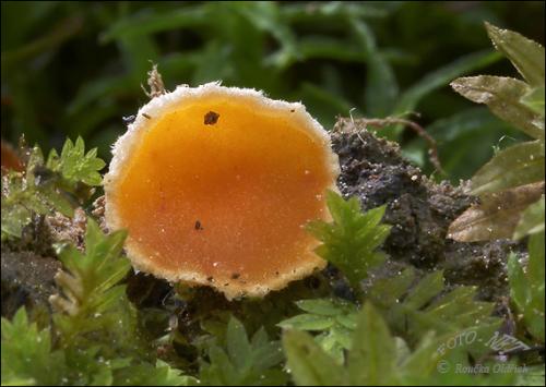 neotielka oranžová / zemnička červenožlutá