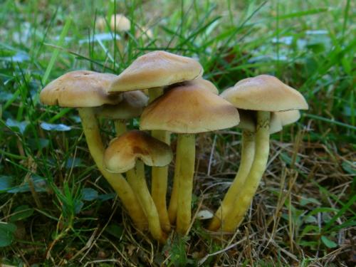 strapcovka zväzkovitá / třepenitka svazčitá