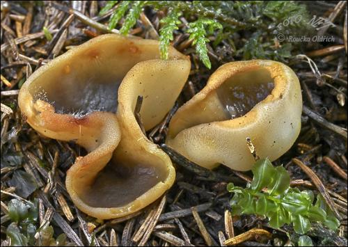 čiaška miskovitá / řasnatka síromléčná